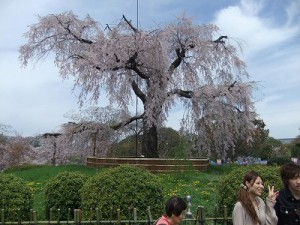 "八坂神社　しだれ桜"