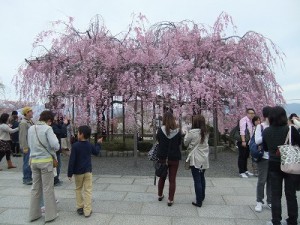 "しだれ桜"