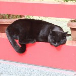 ”黒猫”