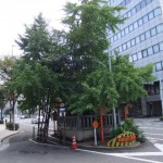 ”大銀杏”