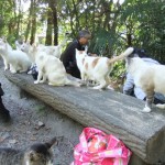 猫猫猫 ”猫猫猫”