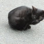”子猫”