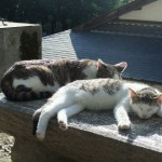 眠り猫 ”眠り猫”