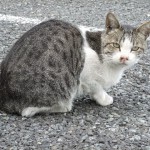 野良猫 "野良猫"