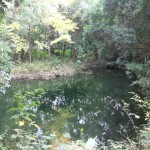 "渡りの沼"