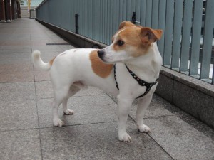 カメラが嫌いな犬