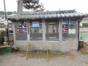 海鵜
