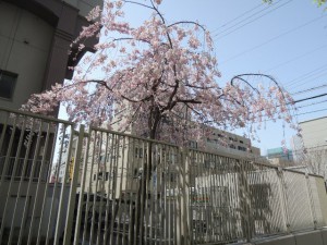 天満中学