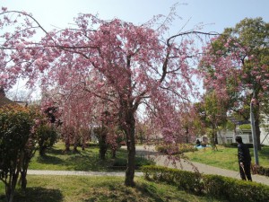 枝垂れ桜