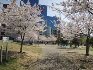 桜並木