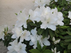 つつじ