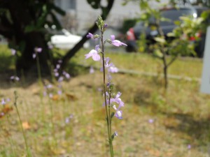 小さい花