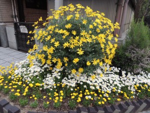 花壇