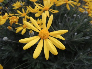 黄色い花