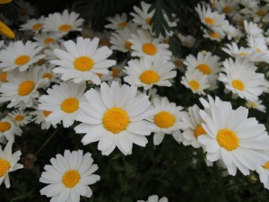 白い花