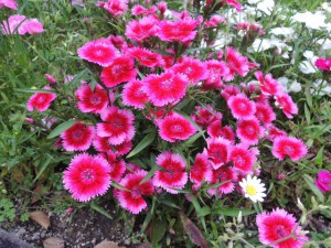 花