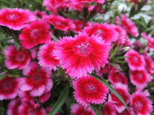花