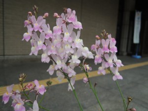 白い花