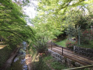 御土居と大宮川