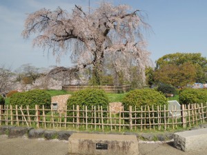 枝垂れ桜