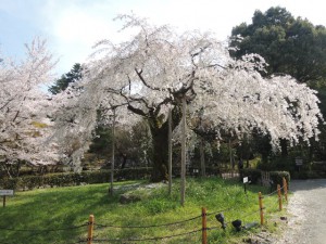 枝垂れ桜（奥）