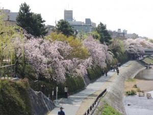 桜