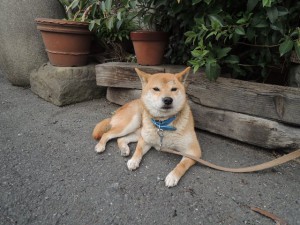 犬