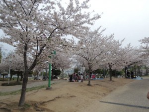 桜並木