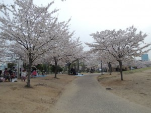 桜並木２