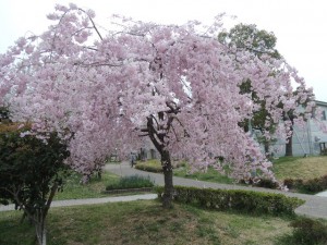 枝垂れ桜