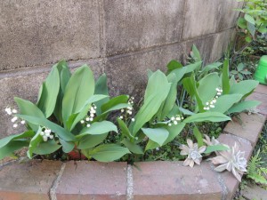 花壇
