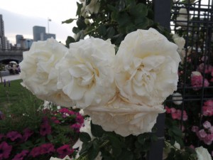 白いバラ