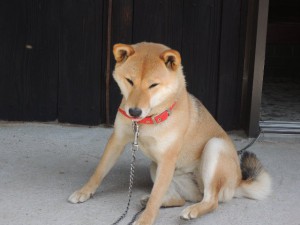 番犬