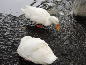 あひる