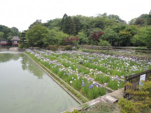 花菖蒲