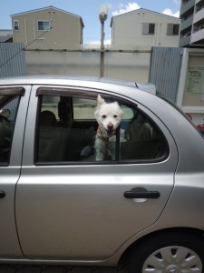 犬