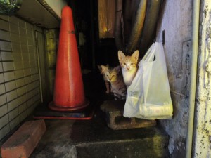 猫3匹