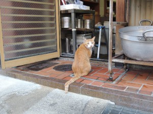 猫