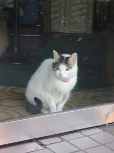猫（拡大）
