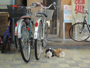 自転車の陰