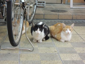 猫（拡大）