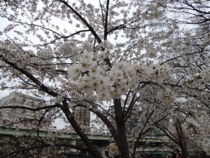 桜