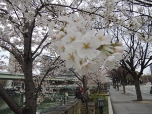 五分咲き