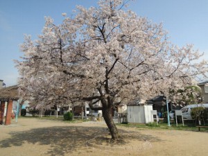 大木