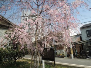しだれ桜