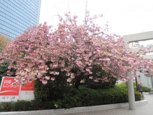 桜