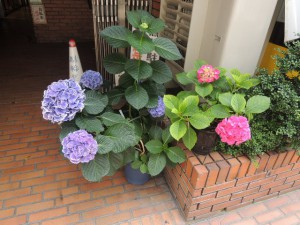 メガネ屋の紫陽花