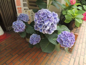 青白