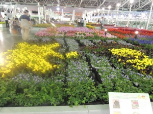 花畑