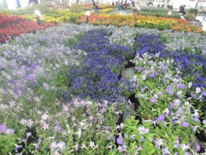 DSCN9267